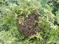 DSCN2627.webp
