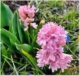 Frühlingsbeginn 4.webp