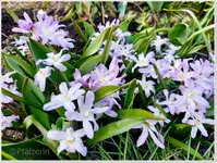 Frühlingsbeginn 5.webp