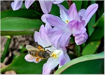 Frühlingsbeginn 6.webp