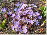 Frühlingsbeginn 1.webp
