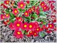 Frühlingsbeginn 11.webp