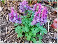Frühlingsbeginn 10.webp