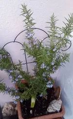IMG_20220326_190546_881.webp