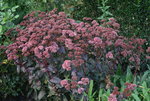 Sedum  0721.JPG