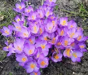 Krokus1.jpg