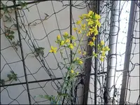 c091.webp