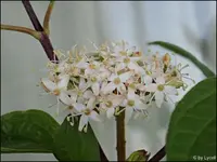 c092.webp