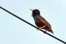 Star_8699.JPG