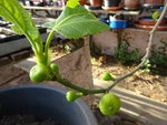 DSC02317.JPG