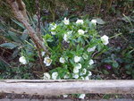 DSC02312.JPG