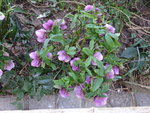 DSC02314.JPG
