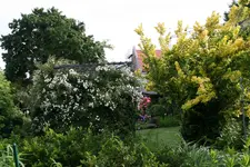 Rosentempel    0521.webp