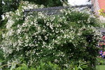 Rosentempel    0621.JPG