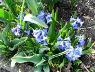 01 Hyazinthe.webp