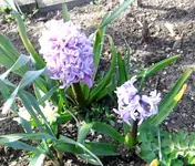 01.2 Hyazinthe.webp