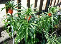 02 Kaiserkronen.webp