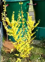 11 Forsythie.webp
