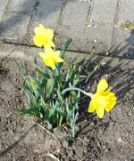 Osterglocken.webp