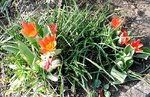 Wildtulpen.JPG