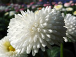 Bellis.jpg