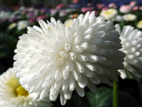 Bellis.webp