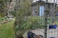 Rosenlaube  0222.webp