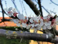 IMG_20220328_180902.webp