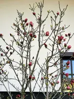 IMG_20220330_074440.webp