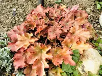 IMG_20220330_102528.webp