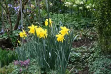 Frühling     0622.webp