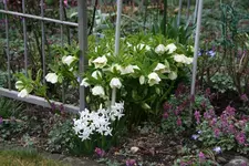 Frühling     0922.webp
