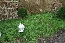 Frühling     1122.webp