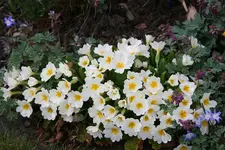Frühling     1322.webp