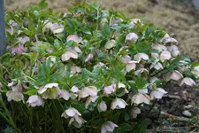 Frühling     1422.webp