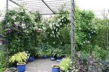 Rosentempel    0921.webp