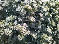 IMG_20220331_104029_1.webp