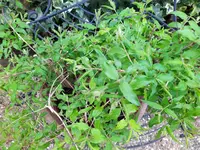 IMG_20220331_103354_1.webp