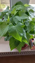 20220320_152757.webp 20220320_152757.webp