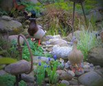 DSCN7323 (3).JPG