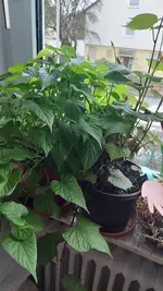 20220401_085004.webp 20220401_085004.webp