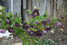 Helleborus 2019.webp