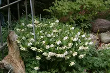 Helleborus3017.webp