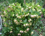 Helleborus 15819.JPG