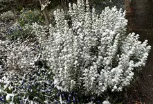 IMG_1911 (2).webp