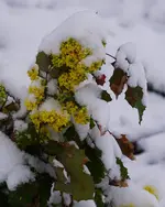2022schn02.webp