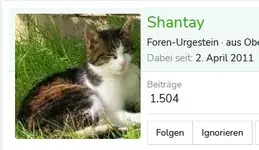 Shantay.webp