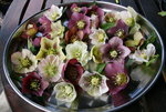 Helleborus   0421.JPG