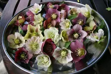 Helleborus   0421.webp