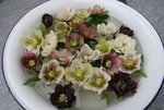 Helleborus 2419.JPG